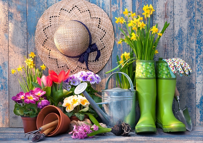 flowers / hydrangea flowers flowers / of flowers